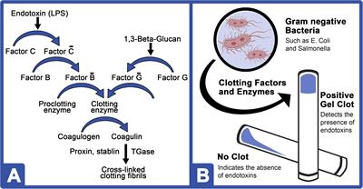 Horseshoe Crab Aquaculture as a Sustainable Endotoxin Testing Source